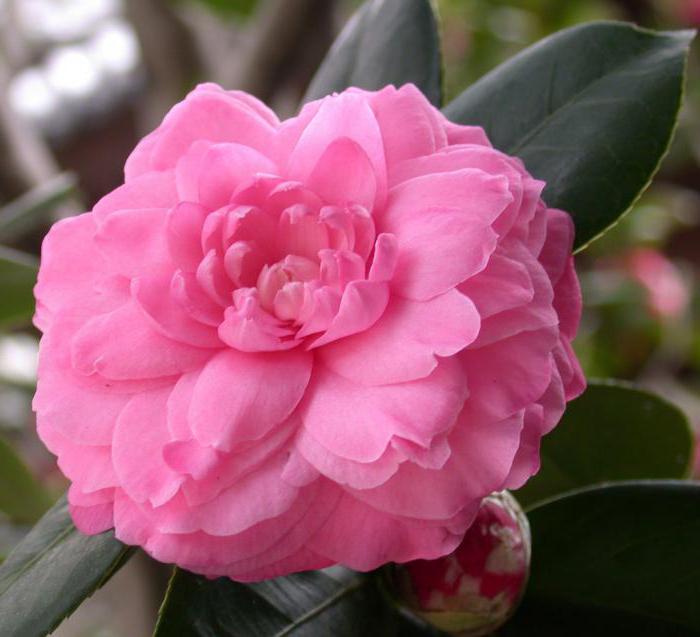 Camellia hår olja