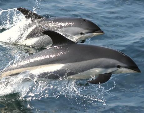 White-necked delfin: beskrivning. Livsstil i den naturliga miljön