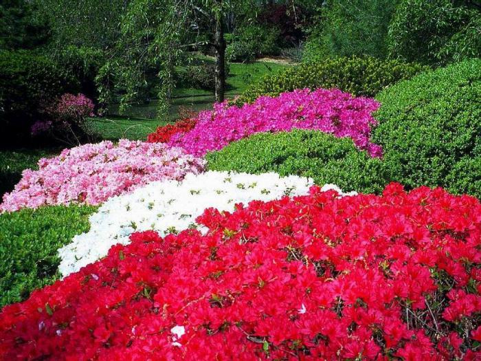 botanisk trädgård böjd horn hur man når