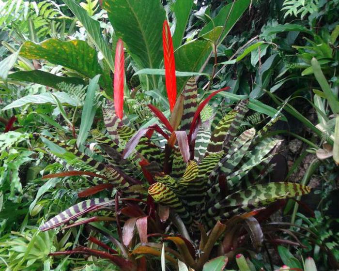 bromeliad blanda inomhus växter