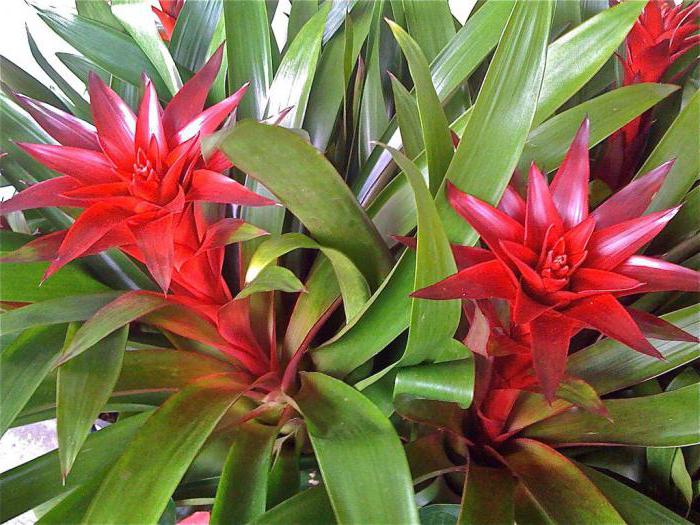 vilka växter är bromeliads