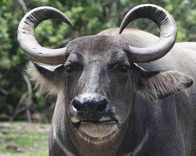 Indian Buffalo Photo