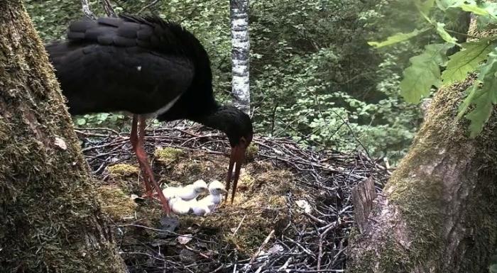 Svarta storkar är hemlighetsfulla och mycket försiktiga fåglar