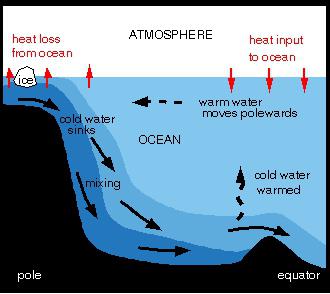 Vad är havets termohaliska cirkulation?