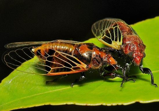 Cicadas - insekter sjunger