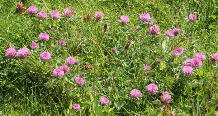 Clover rosa: medicinska egenskaper och metoder för att skörda en användbar växt