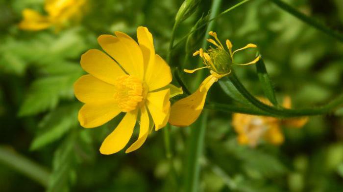 blommor av familjen vallmo