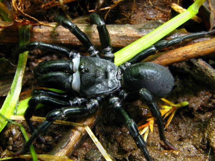 spindel tarantula ägg