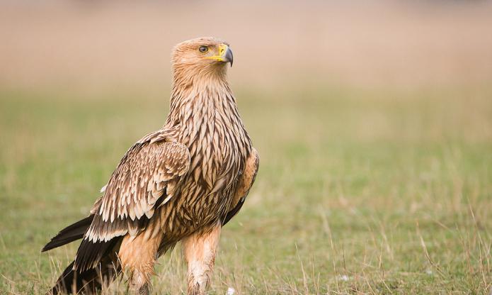 Kyrkogården är en örn som är upptagen i den röda boken. Imperial Eagle: beskrivning med foto