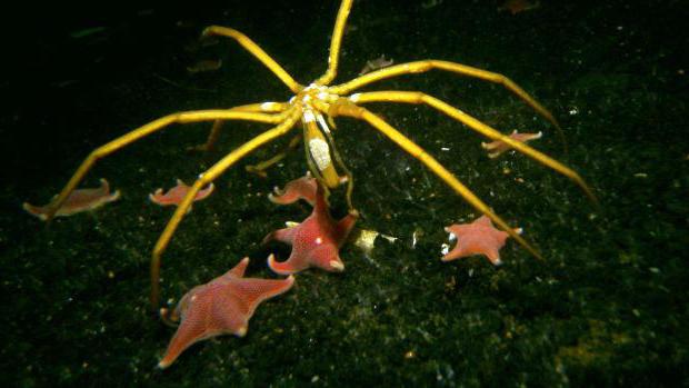 Sea Spider - djupens djupa invånare