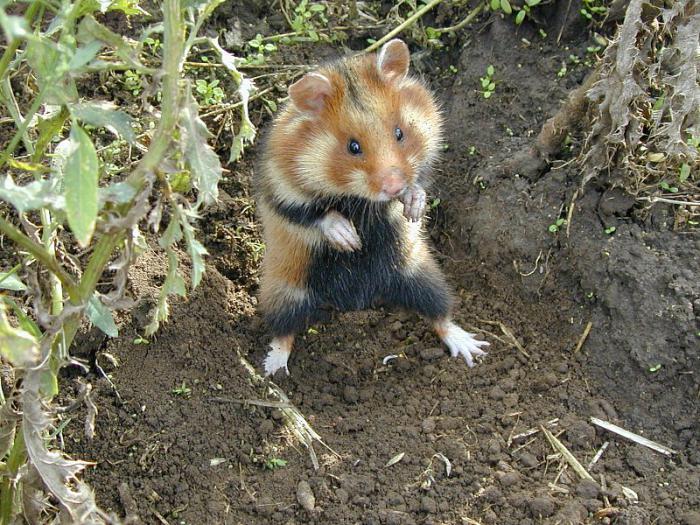 Vanlig hamster är den vackraste