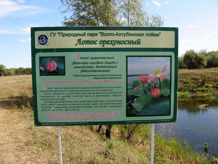 lake of lotuses