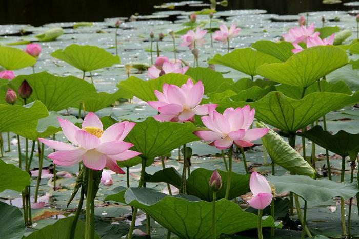 Lake of Lotususes hur man når