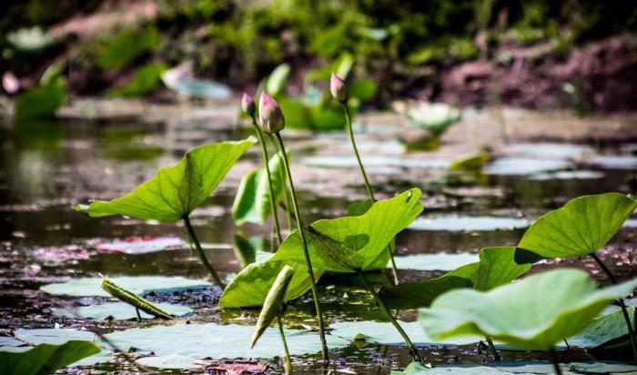 Lotus Lake i Volgograd Region: beskrivning, natur, utflykter