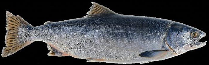 Den kommersiella fisken är rosa lax. Hur man skiljer en kvinna från en man