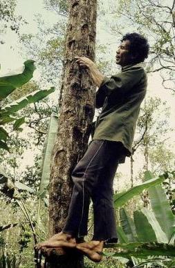 Dew rökning: ett tropiskt träd som rymmer unika egenskaper