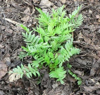 Herbaceous växter av valerian familjen