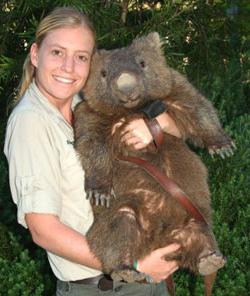 wombat marsupial