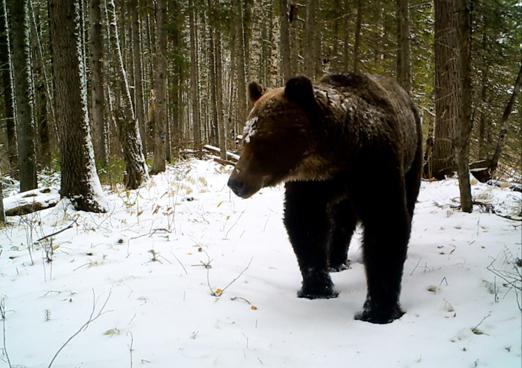 Yuganskiy zapovednik: flora och fauna