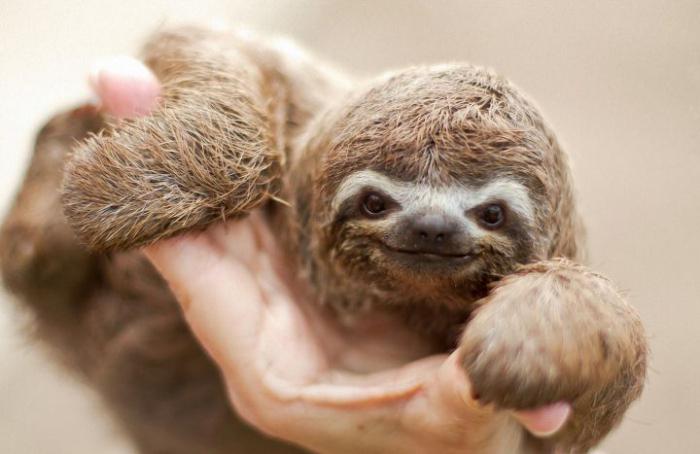  djur sloth foto