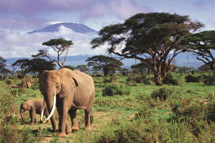 vulkan kilimanjaro geografiska koordinater absolut höjd