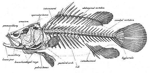 fiskets skelett