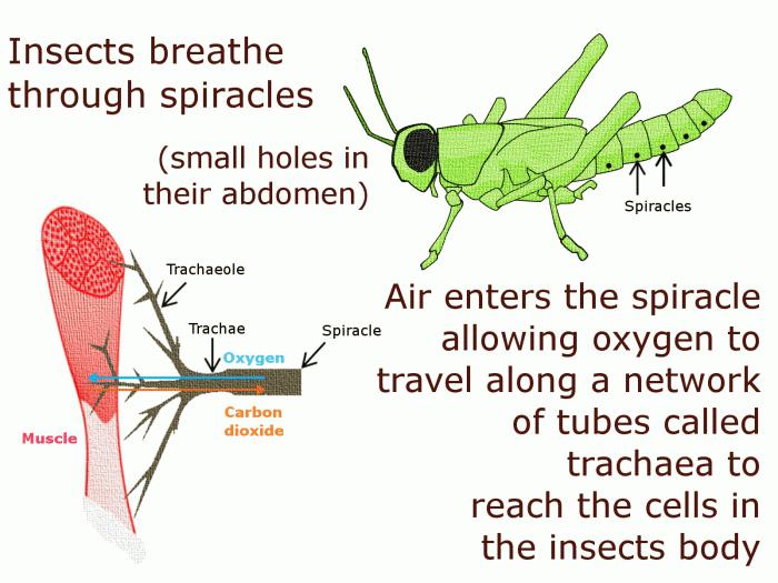 Andningsorgan i insekter. Lär dig hur insekter andas