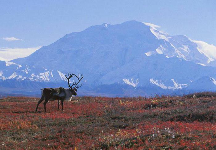 ekologiska problem med arktiska öknar och tundra