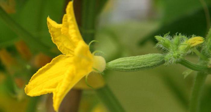 Blommande växter från äggstockarnas vägg utvecklas 