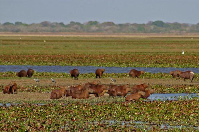 Orinoco Lowland, Sydamerika: karakteristisk, foto