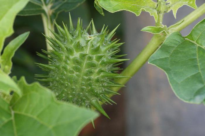 Family Nightshade: blomma formel, karakteristiska egenskaper, mångfald