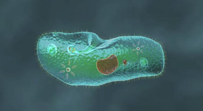 Habitat av infusoria-skon och funktioner i sin vitala aktivitet