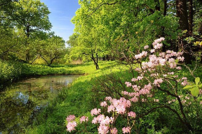 botanisk trädgård sakura