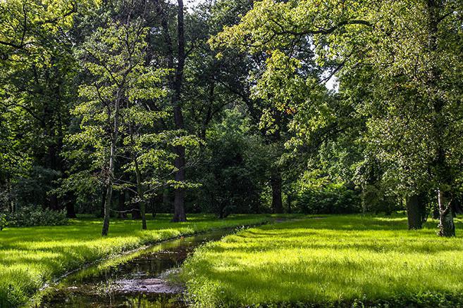 Botanisk trädgård i St Petersburg