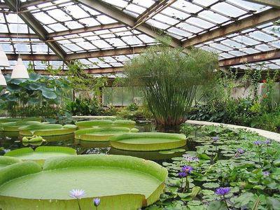 Botaniska trädgården, Volgograd: adresser. Arboretum i Volgograd