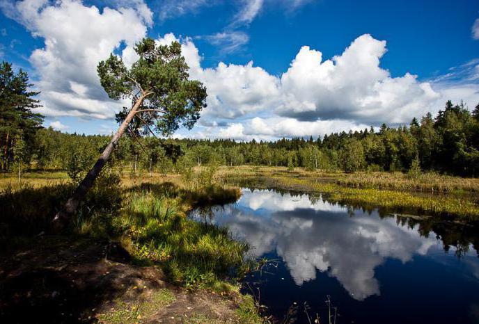 svart lake greenery foto