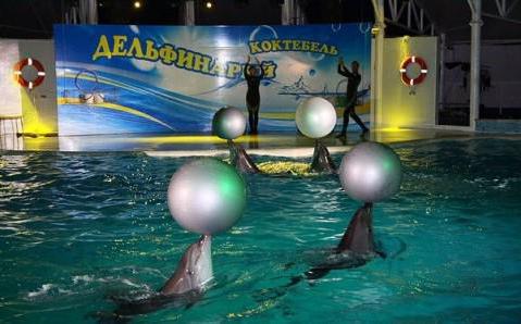 dolphinarium i cocktail