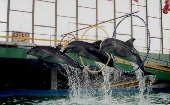 En underbar plats - ett dolphinarium i Evpatoria