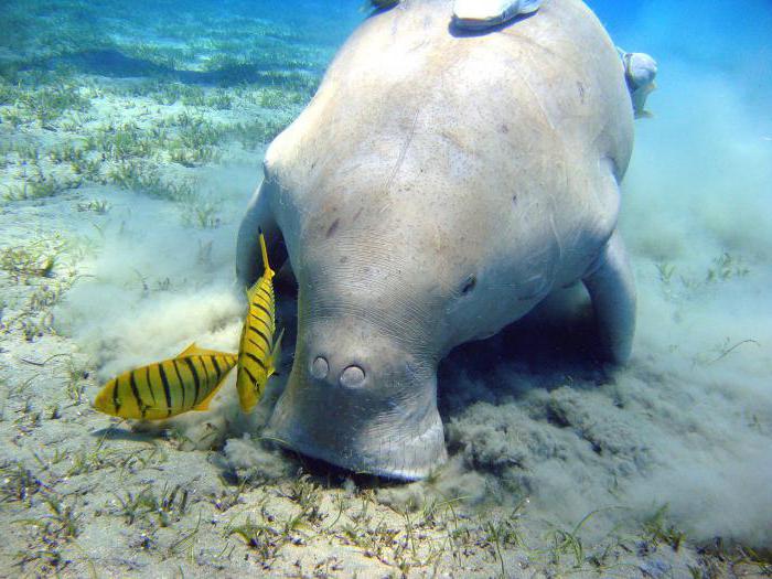 Thailand, Phuket, havet