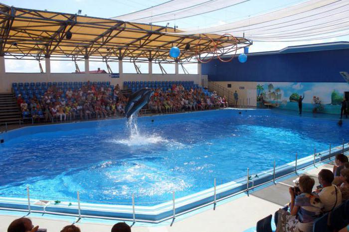 Dolphinarium i blåbärfotoet