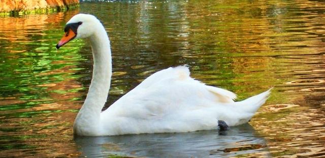 Fågelpark i Kaluga-regionen - kognitiv fritid i naturen