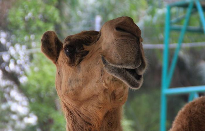 Zoo "Madagaskar" (Nizhny Novgorod): funktioner och invånare