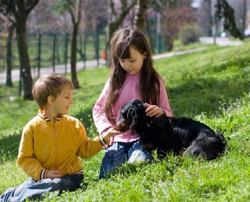 Vad ska man göra om en hund biter: procedur