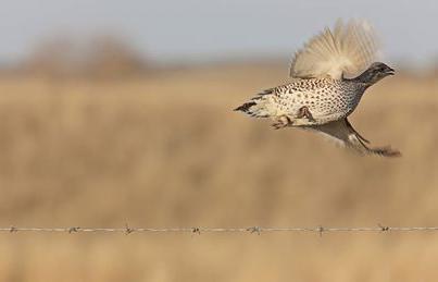 Det mest intressanta är att jaga efter svart grouse på hösten