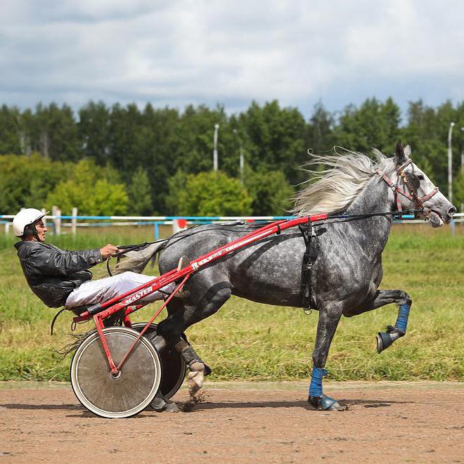 Novosibirsk Hippodrome: utvecklingshistoria och nuvarande tillstånd