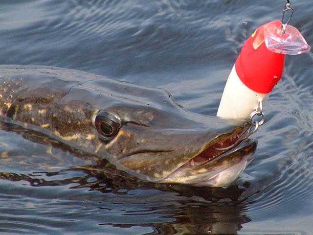 Gädda fiske på muggar