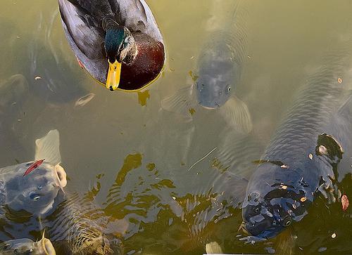 priser på fiskeplatser