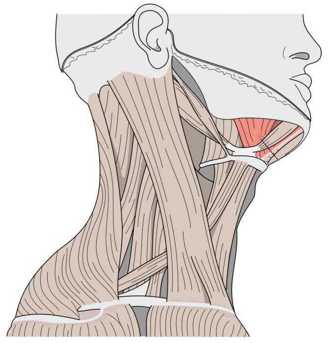 käft hypoglossala sulcus