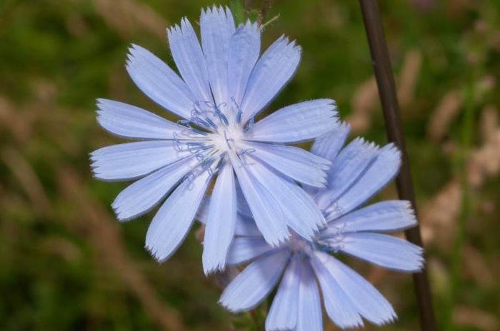 hur många droppar som ska dricka tinkturer av blommor cikoria