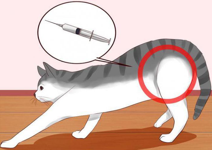 medicin dextomax instruktion 